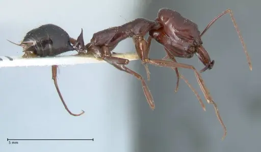 Odontomachus ruficeps specimen FOCOL1070 image focol1070_4