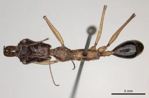 Odontomachus rufithorax specimen CASENT0217545 image casent0217545_1