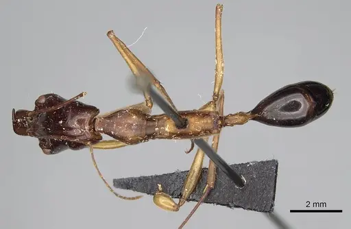 Odontomachus rufithorax specimen CASENT0217545 image casent0217545_2