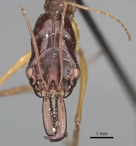 Odontomachus rufithorax specimen CASENT0217545 image casent0217545_3