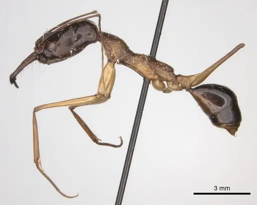 Odontomachus rufithorax specimen CASENT0217545 image casent0217545_5