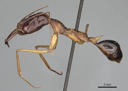 Odontomachus rufithorax specimen CASENT0217545 image casent0217545_6