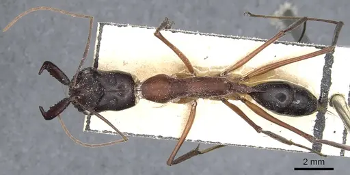 Odontomachus rufithorax specimen CASENT0903997 image casent0903997_1
