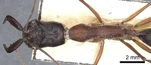 Odontomachus rufithorax specimen CASENT0903997 image casent0903997_2