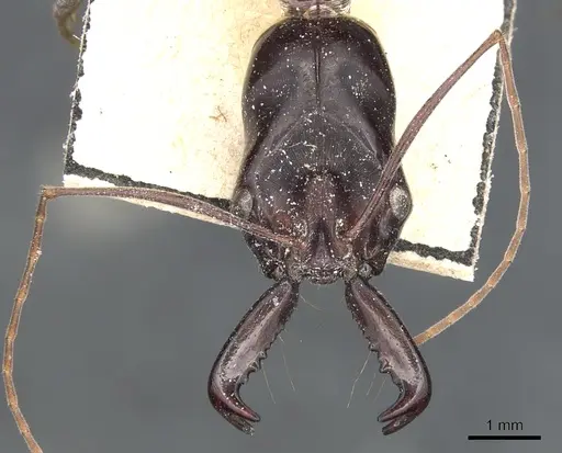 Odontomachus rufithorax specimen CASENT0903997 image casent0903997_3