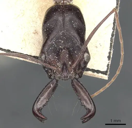Odontomachus rufithorax specimen CASENT0903997 image casent0903997_4