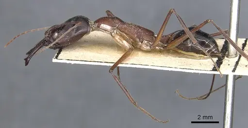 Odontomachus rufithorax specimen CASENT0903997 image casent0903997_5