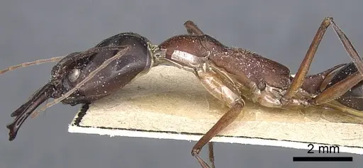 Odontomachus rufithorax specimen CASENT0903997 image casent0903997_6