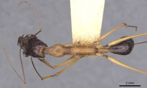 Odontomachus rufithorax specimen CASENT0915245 image casent0915245_1