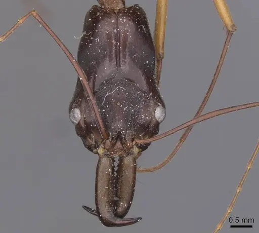 Odontomachus rufithorax specimen CASENT0915245 image casent0915245_2