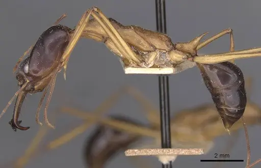 Odontomachus rufithorax specimen CASENT0915245 image casent0915245_3