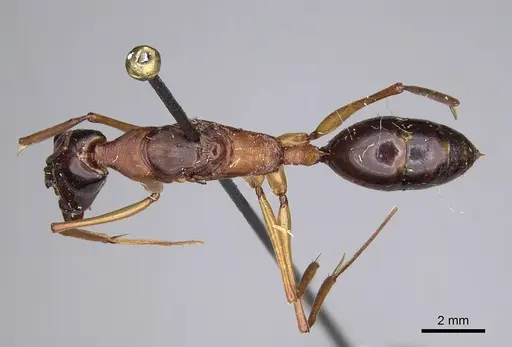 Odontomachus rufithorax specimen CASENT0923416 image casent0923416_1