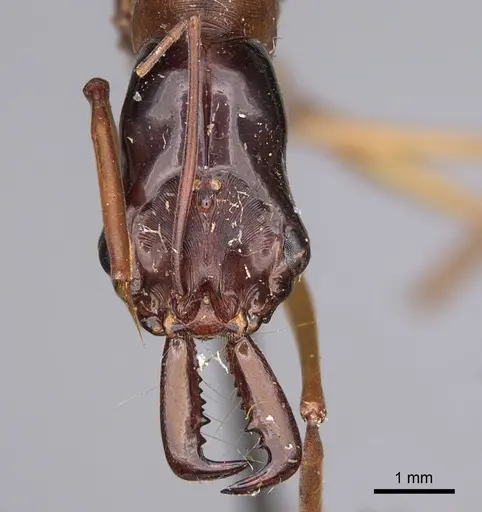 Odontomachus rufithorax specimen CASENT0923416 image casent0923416_2