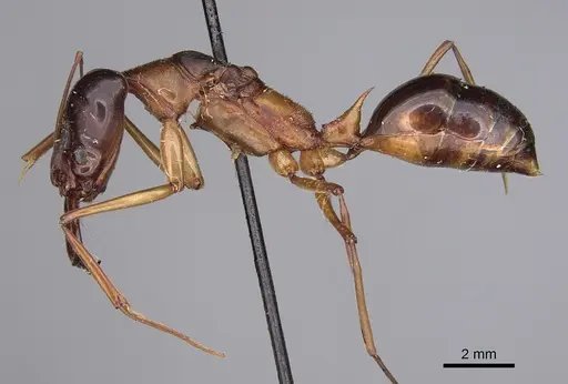 Odontomachus rufithorax specimen CASENT0923416 image casent0923416_3