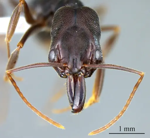 Odontomachus ruginodis specimen ANTWEB1041429 image antweb1041429_1