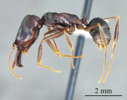 Odontomachus ruginodis specimen ANTWEB1041429 image antweb1041429_2