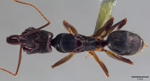 Odontomachus ruginodis specimen ANTWEB1041820 image antweb1041820_1