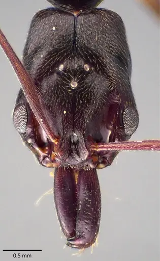 Odontomachus ruginodis specimen ANTWEB1041820 image antweb1041820_2