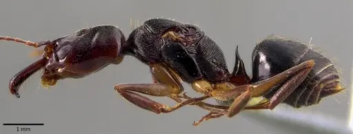 Odontomachus ruginodis specimen ANTWEB1041820 image antweb1041820_3