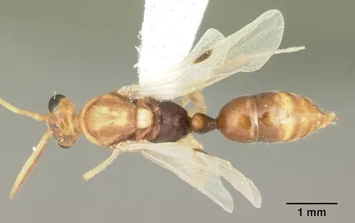 Odontomachus ruginodis specimen CASENT0104177 image casent0104177_1