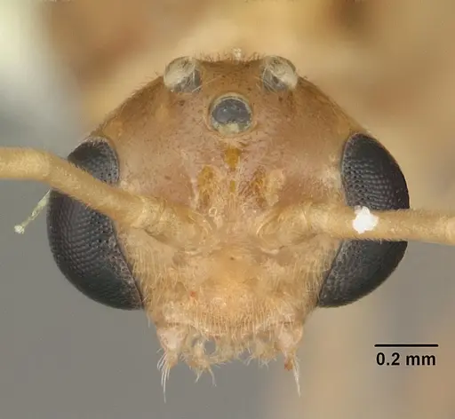 Odontomachus ruginodis specimen CASENT0104177 image casent0104177_2