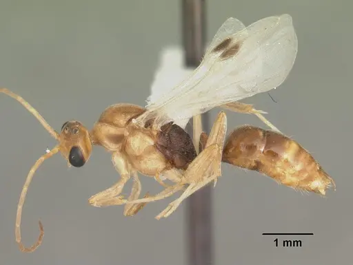Odontomachus ruginodis specimen CASENT0104177 image casent0104177_3