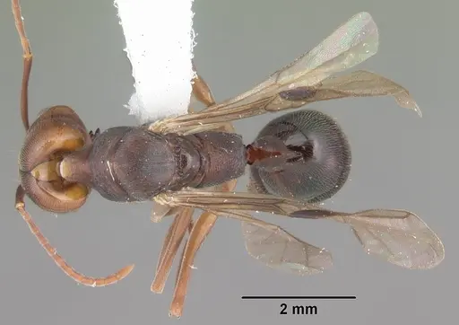 Odontomachus ruginodis specimen CASENT0104179 image casent0104179_1