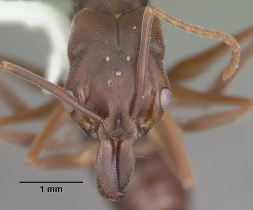 Odontomachus ruginodis specimen CASENT0104179 image casent0104179_2