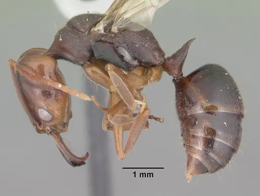 Odontomachus ruginodis specimen CASENT0104179 image casent0104179_3