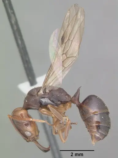 Odontomachus ruginodis specimen CASENT0104179 image casent0104179_4