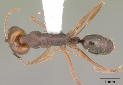 Odontomachus ruginodis specimen CASENT0104183 image casent0104183_1