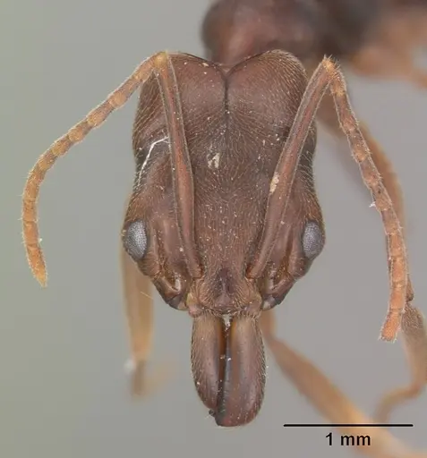 Odontomachus ruginodis specimen CASENT0104183 image casent0104183_2