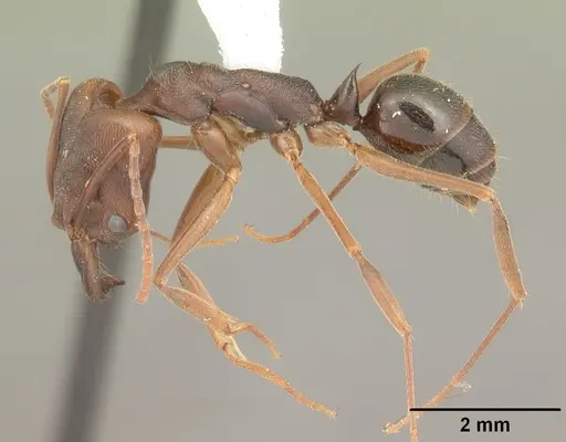 Odontomachus ruginodis specimen CASENT0104183 image casent0104183_3