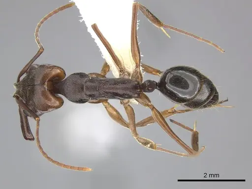 Odontomachus ruginodis specimen CASENT0270611 image casent0270611_1