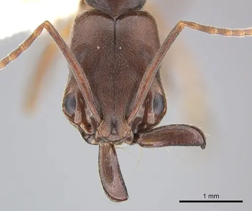 Odontomachus ruginodis specimen CASENT0270611 image casent0270611_2
