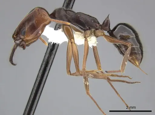 Odontomachus ruginodis specimen CASENT0270611 image casent0270611_3