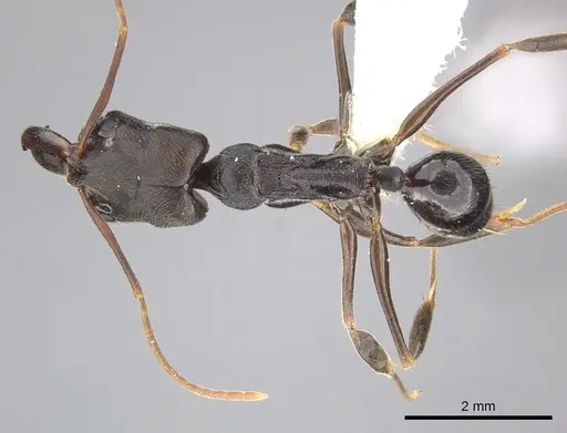 Odontomachus ruginodis specimen CASENT0270612 image casent0270612_1