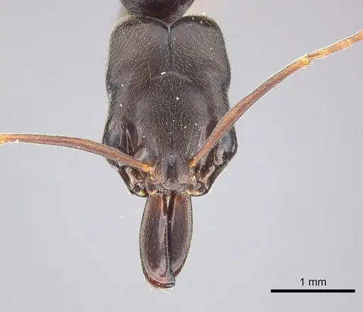 Odontomachus ruginodis specimen CASENT0270612 image casent0270612_2