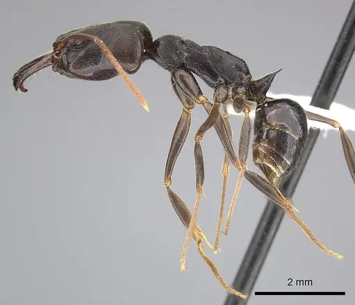 Odontomachus ruginodis specimen CASENT0270612 image casent0270612_3