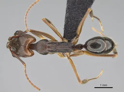 Odontomachus ruginodis specimen CASENT0318467 image casent0318467_1