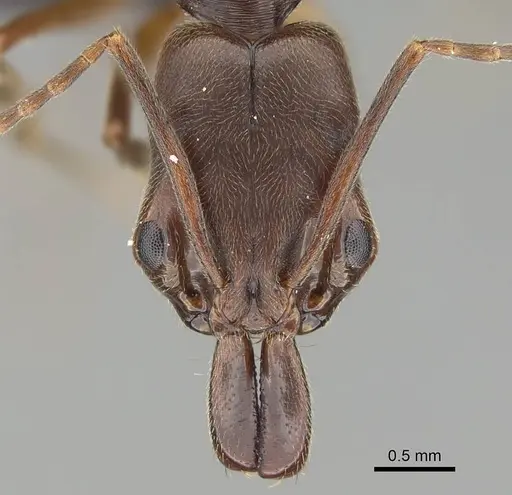 Odontomachus ruginodis specimen CASENT0318467 image casent0318467_2