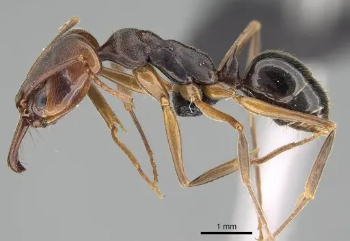 Odontomachus ruginodis specimen CASENT0318467 image casent0318467_3