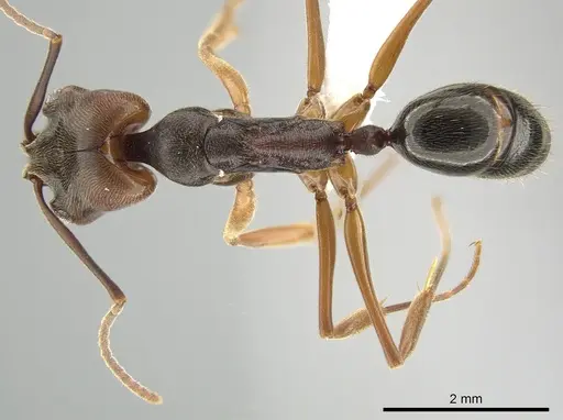 Odontomachus ruginodis specimen CASENT0650423 image casent0650423_1