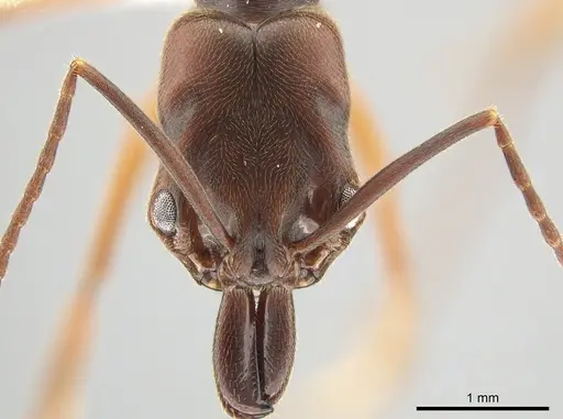 Odontomachus ruginodis specimen CASENT0650423 image casent0650423_2