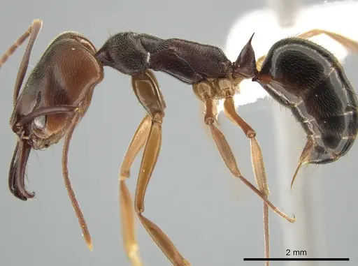 Odontomachus ruginodis specimen CASENT0650423 image casent0650423_3
