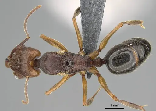 Odontomachus ruginodis specimen CASENT0766369 image casent0766369_1