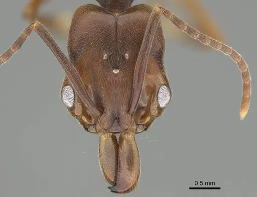 Odontomachus ruginodis specimen CASENT0766369 image casent0766369_2