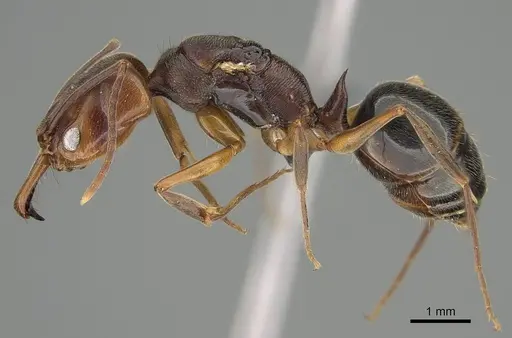 Odontomachus ruginodis specimen CASENT0766369 image casent0766369_3