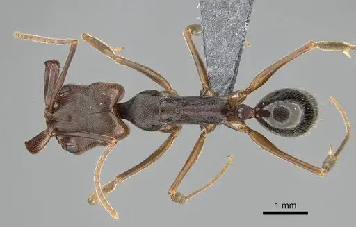 Odontomachus ruginodis specimen CASENT0767681 image casent0767681_1