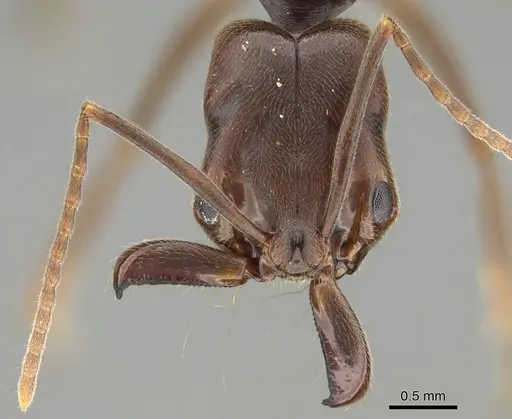 Odontomachus ruginodis specimen CASENT0767681 image casent0767681_2